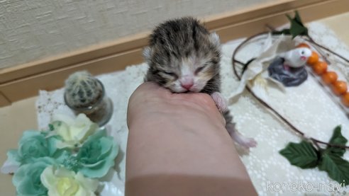 販売中の広島県のその他の猫種-79154の14枚目