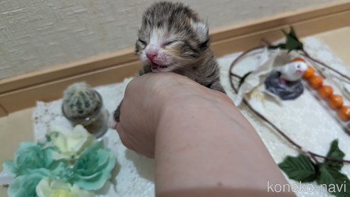 販売中の広島県のその他の猫種-79154の15枚目