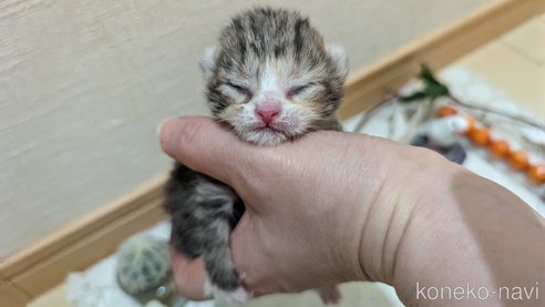 販売中の広島県のその他の猫種-79154の16枚目