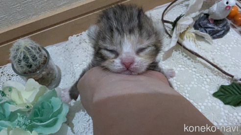 成約済の広島県のその他の猫種-79154の111枚目