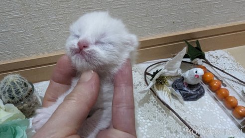 成約済の広島県のその他の猫種-79155の122枚目