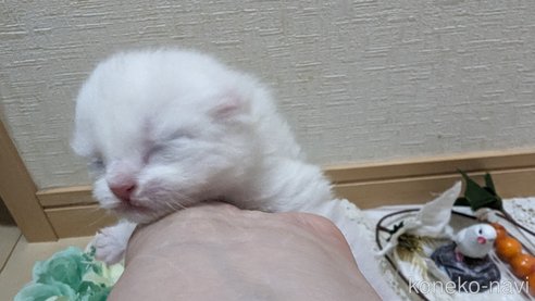 販売中の広島県のその他の猫種-79155の45枚目