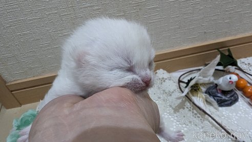 販売中の広島県のその他の猫種-79155の46枚目