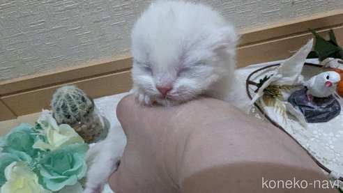 成約済の広島県のその他の猫種-79155の119枚目