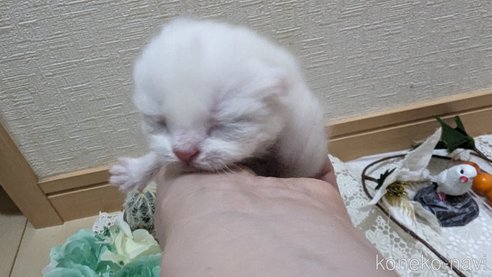 販売中の広島県のその他の猫種-79155の43枚目