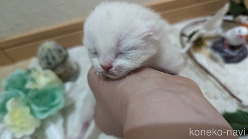 販売中の広島県のその他の猫種-79155の42枚目