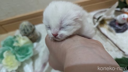 成約済の広島県のその他の猫種-79155の117枚目