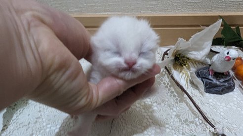 販売中の広島県のその他の猫種-79155の41枚目