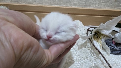 販売中の広島県のその他の猫種-79155の40枚目