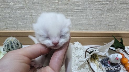 販売中の広島県のその他の猫種-79155の39枚目