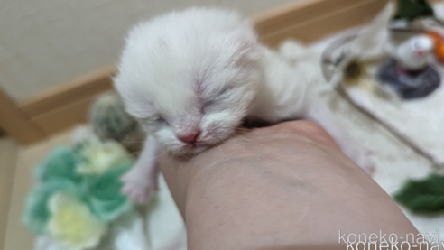 成約済の広島県のその他の猫種-79155の113枚目