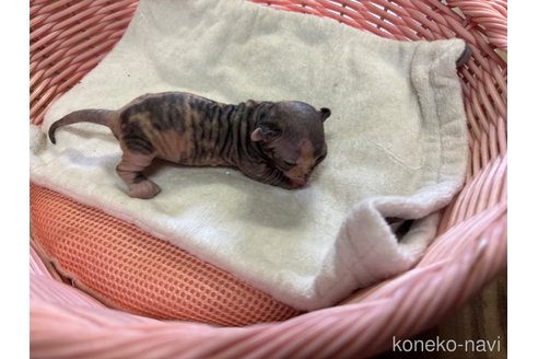 成約済の千葉県のドウェルフ-85237の5枚目
