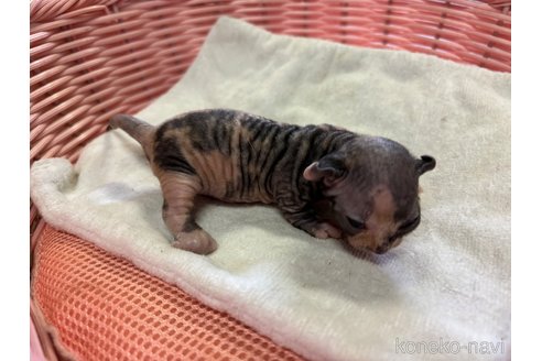 成約済の千葉県のドウェルフ-85237の6枚目