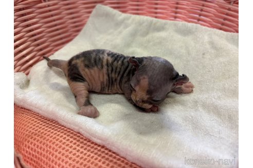 成約済の千葉県のドウェルフ-85237の7枚目