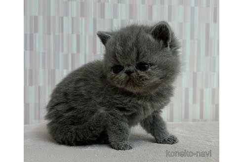 成約済の千葉県のエキゾチックショートヘア-79175の2枚目