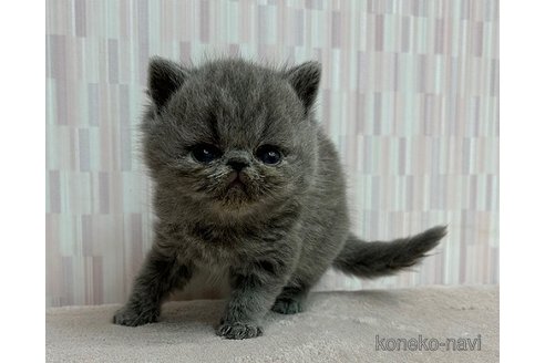 成約済の千葉県のエキゾチックショートヘア-79175の3枚目