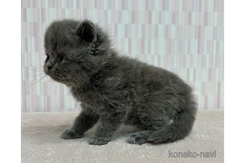 成約済の千葉県のエキゾチックショートヘア-79176の3枚目