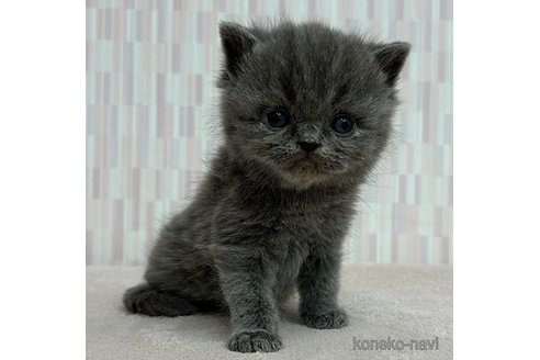 成約済の千葉県のエキゾチックショートヘア-79176の2枚目