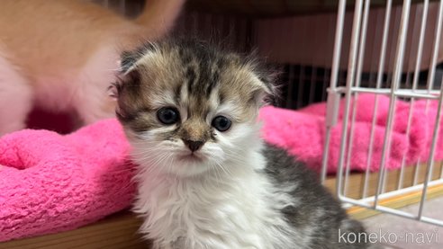 成約済の鹿児島県のスコティッシュフォールド-76821の3枚目