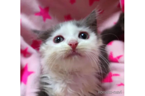 成約済の愛知県のスコティッシュフォールド-79192の4枚目