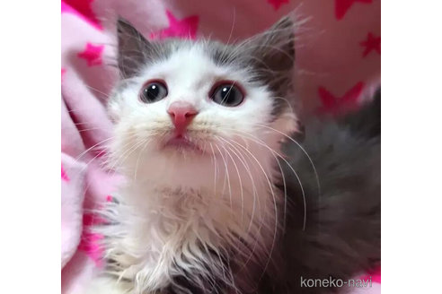 成約済の愛知県のスコティッシュフォールド-79192の5枚目