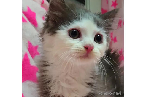 成約済の愛知県のスコティッシュフォールド-79192