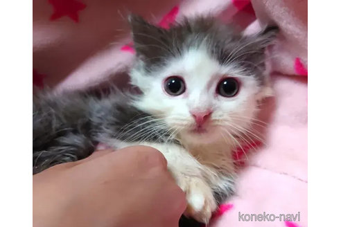 成約済の愛知県のスコティッシュフォールド-79192の3枚目