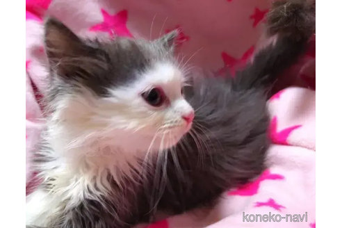 成約済の愛知県のスコティッシュフォールド-79192の2枚目