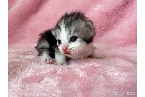 成約済の静岡県のスコティッシュフォールド-79244の3枚目