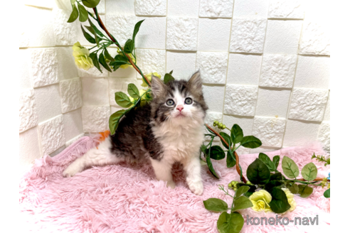 成約済の埼玉県のスコティッシュフォールド-79248の2枚目