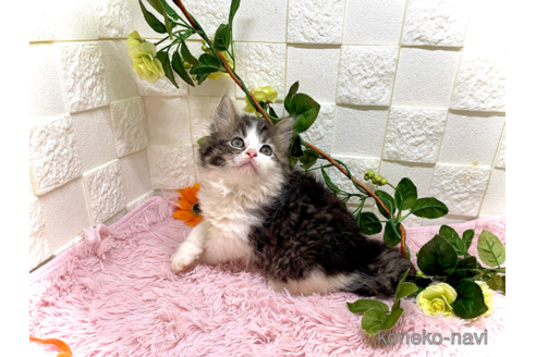 成約済の埼玉県のスコティッシュフォールド-79248の3枚目