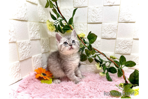 成約済の埼玉県のスコティッシュフォールド-79249の2枚目