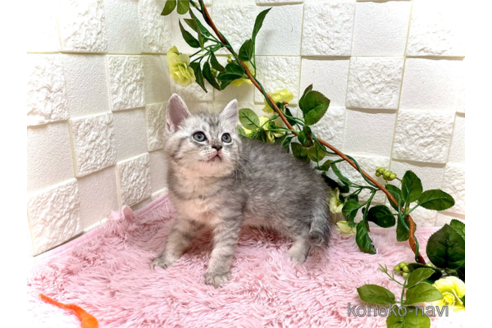 成約済の埼玉県のスコティッシュフォールド-79249の4枚目