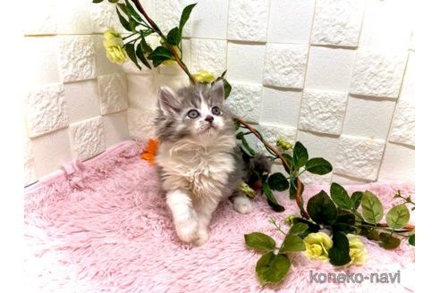 成約済の埼玉県のスコティッシュフォールド-79250の3枚目