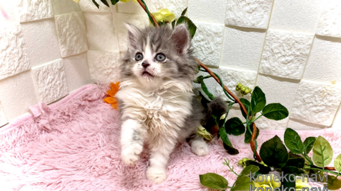 成約済の埼玉県のスコティッシュフォールド-79250の1枚目