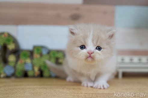 成約済の北海道のラガマフィン-76664の4枚目