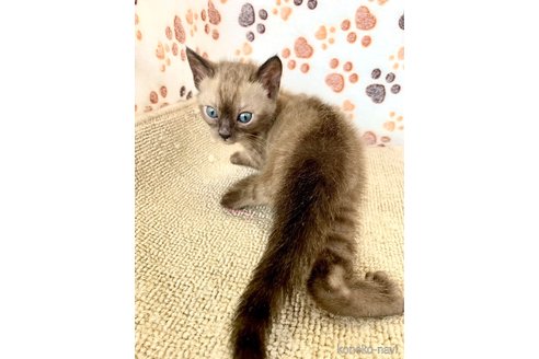成約済の静岡県のベンガル-76541の49枚目