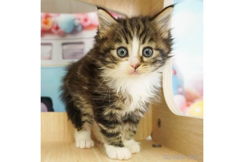 成約済の千葉県のノルウェージャンフォレストキャット-79279の4枚目