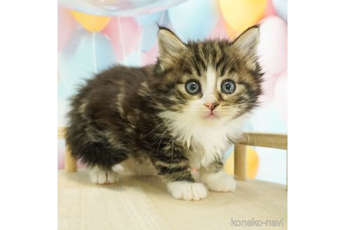 成約済の千葉県のノルウェージャンフォレストキャット-79279の1枚目