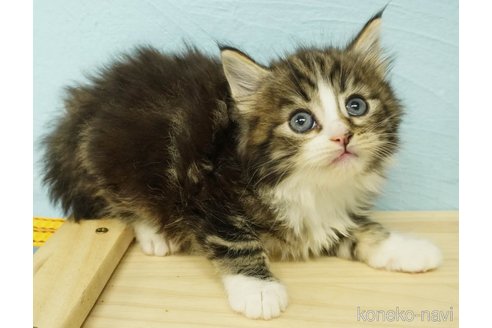 成約済の千葉県のノルウェージャンフォレストキャット-79279の5枚目