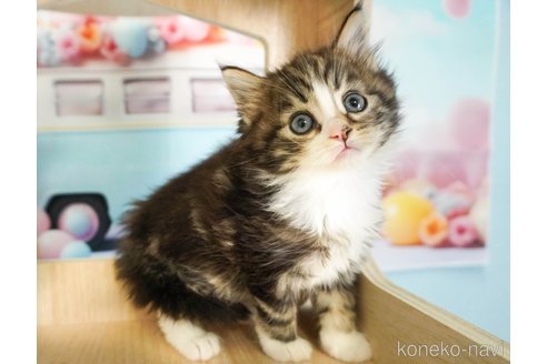 成約済の千葉県のノルウェージャンフォレストキャット-79279の2枚目