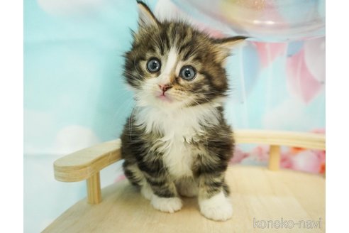 成約済の千葉県のノルウェージャンフォレストキャット-79279の3枚目