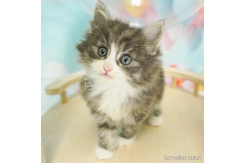 成約済の千葉県のノルウェージャンフォレストキャット-79281の1枚目