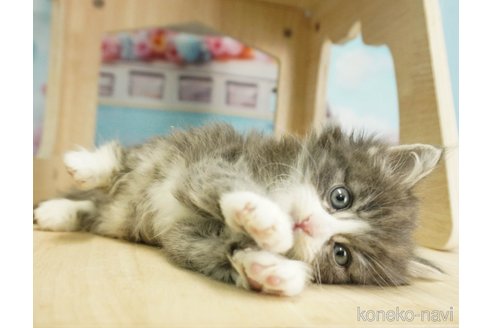 成約済の千葉県のノルウェージャンフォレストキャット-79281の5枚目