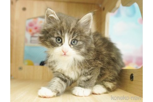 成約済の千葉県のノルウェージャンフォレストキャット-79281の4枚目