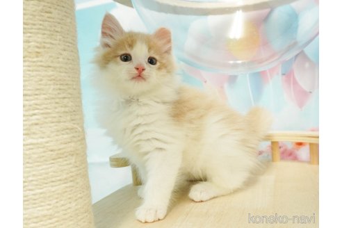 成約済の千葉県のノルウェージャンフォレストキャット-79289の3枚目