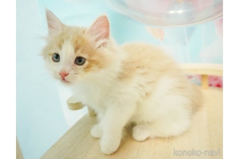 成約済の千葉県のノルウェージャンフォレストキャット-79289の4枚目