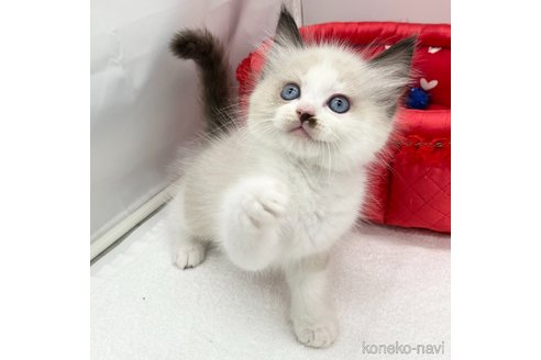 成約済の愛知県のラグドール-79320の3枚目