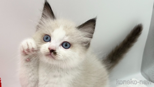 成約済の愛知県のラグドール-79320