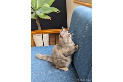 成約済の埼玉県のミヌエット-76943の2枚目